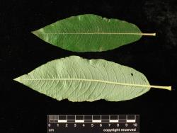 Salix ×calodendron. Leaf pair showing both surfaces.
 Image: D. Glenny © Landcare Research 2020 CC BY 4.0